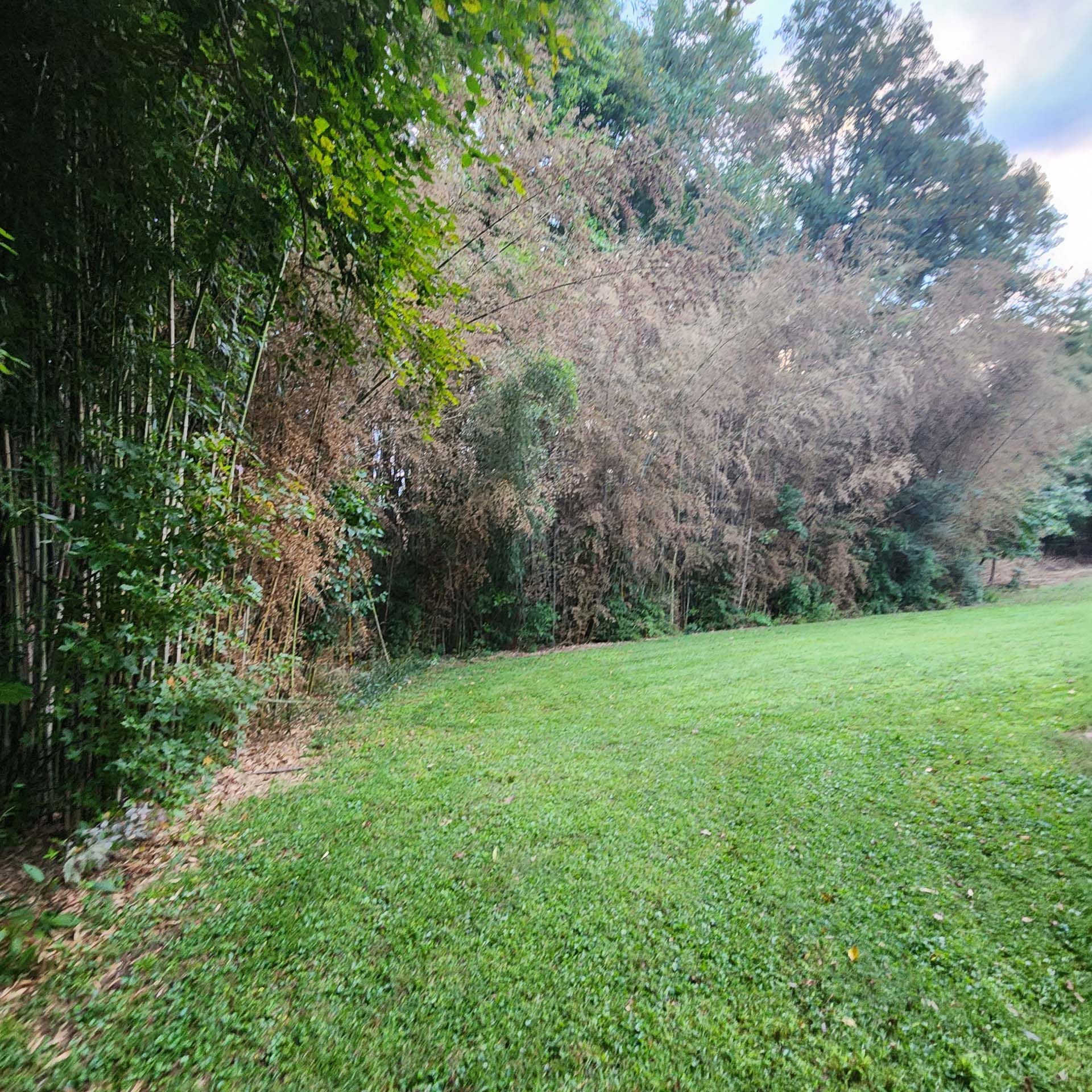 A lush green field with trees and bushes in the background.