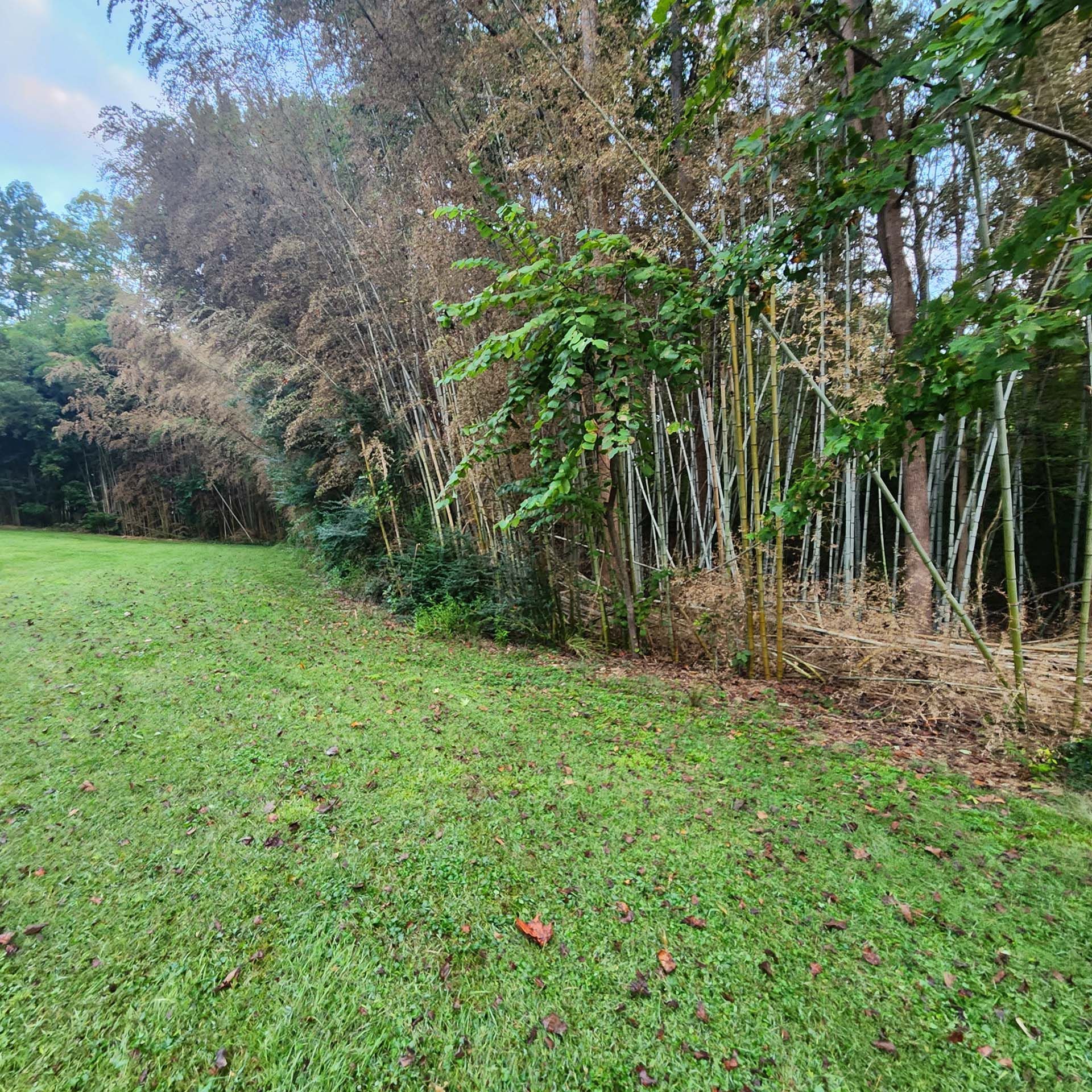 A lush green field with trees in the background and a fence in the foreground.