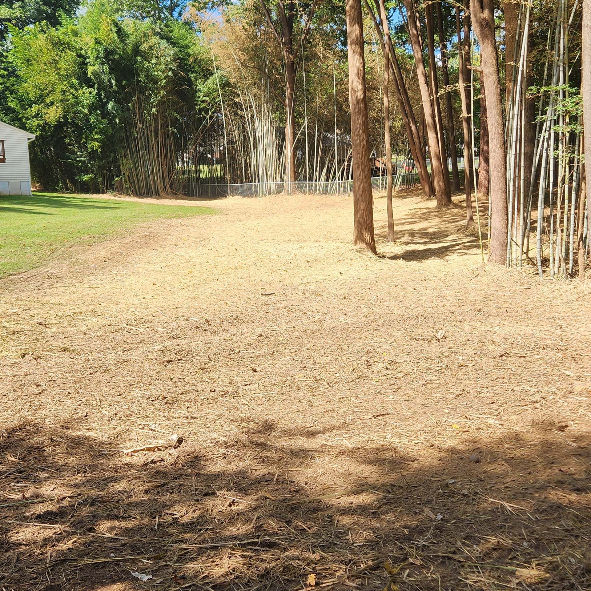 There is a lot of dirt in the middle of the woods.