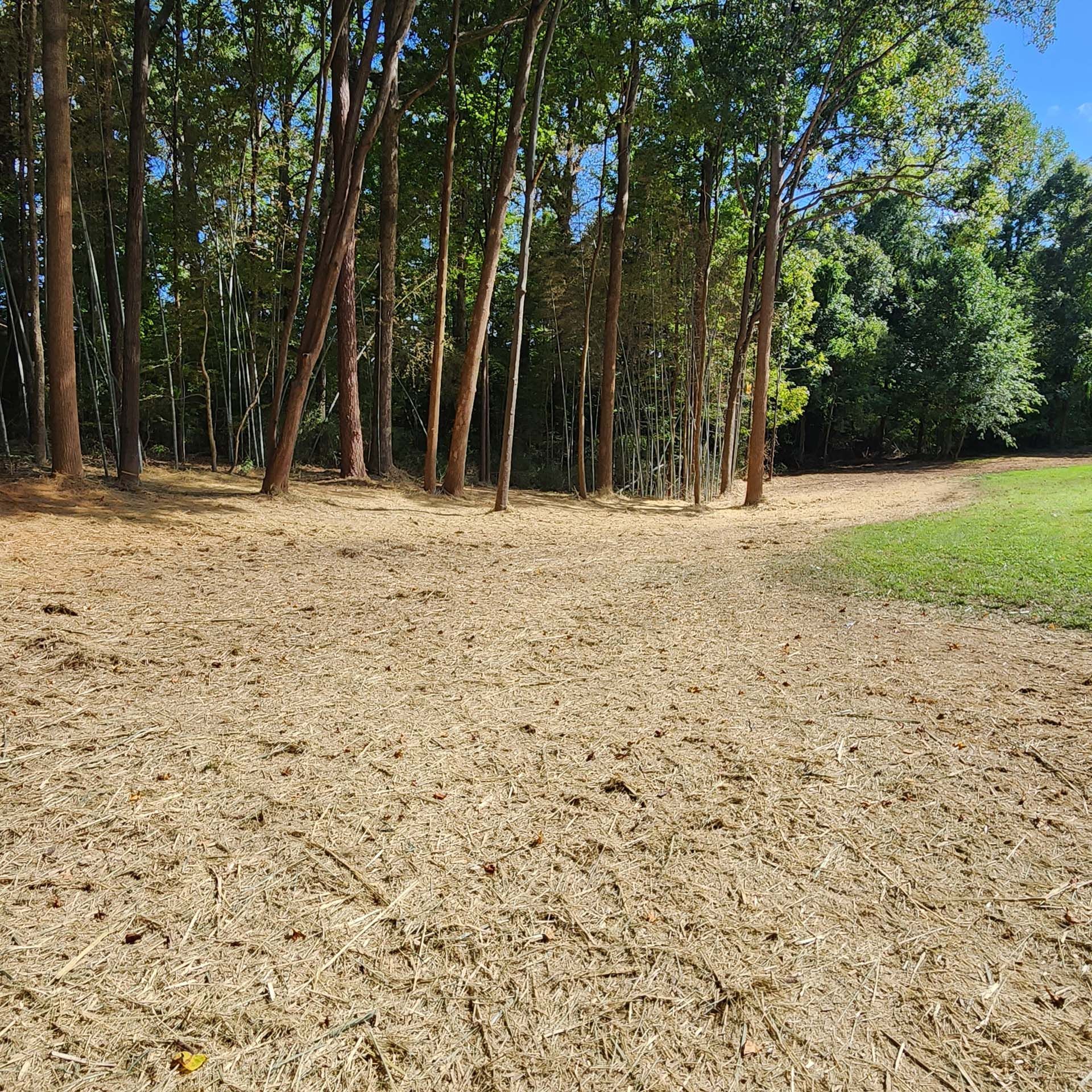 A dirt field in the middle of a forest with trees in the background.