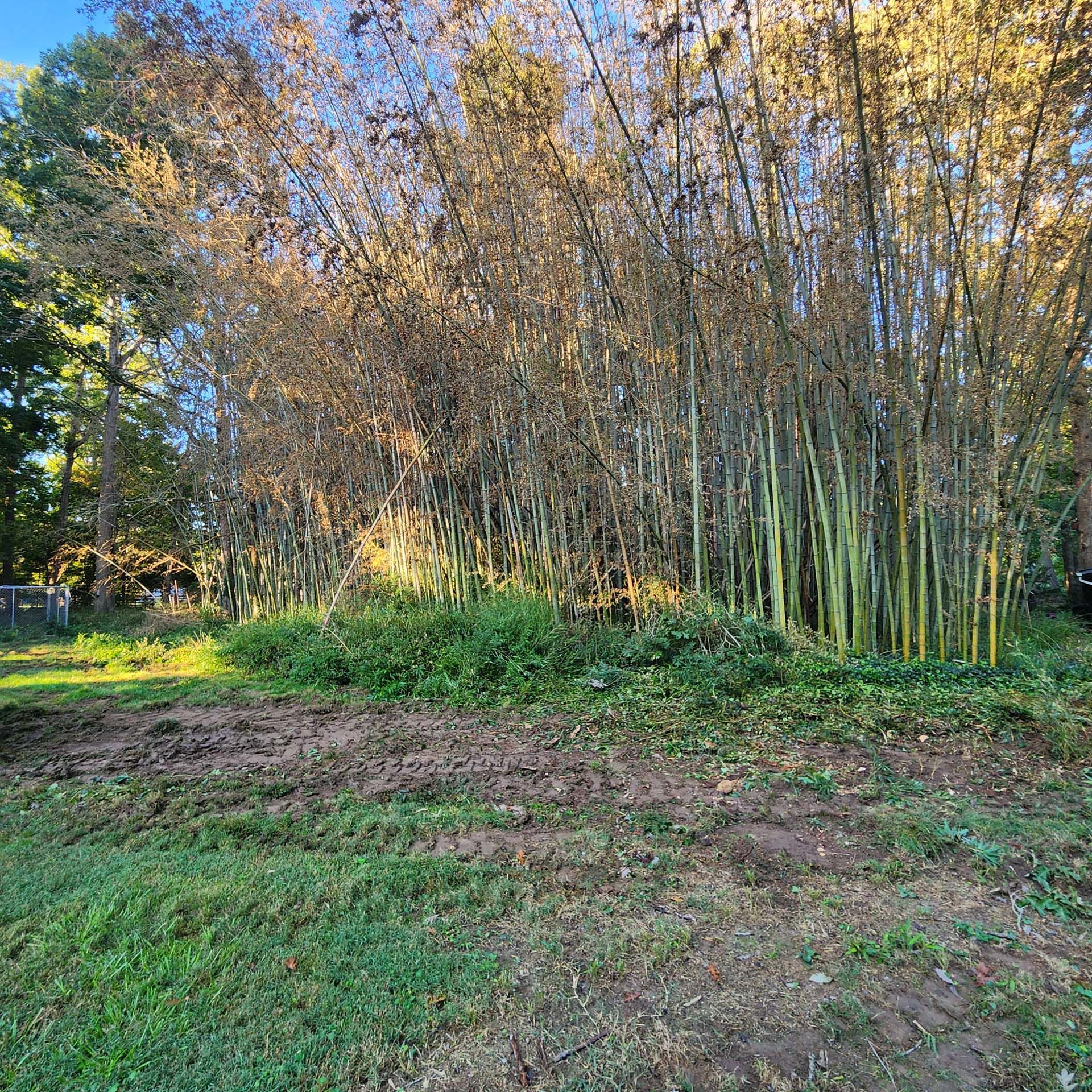 A field with trees in the background and a lot of grass in the foreground.