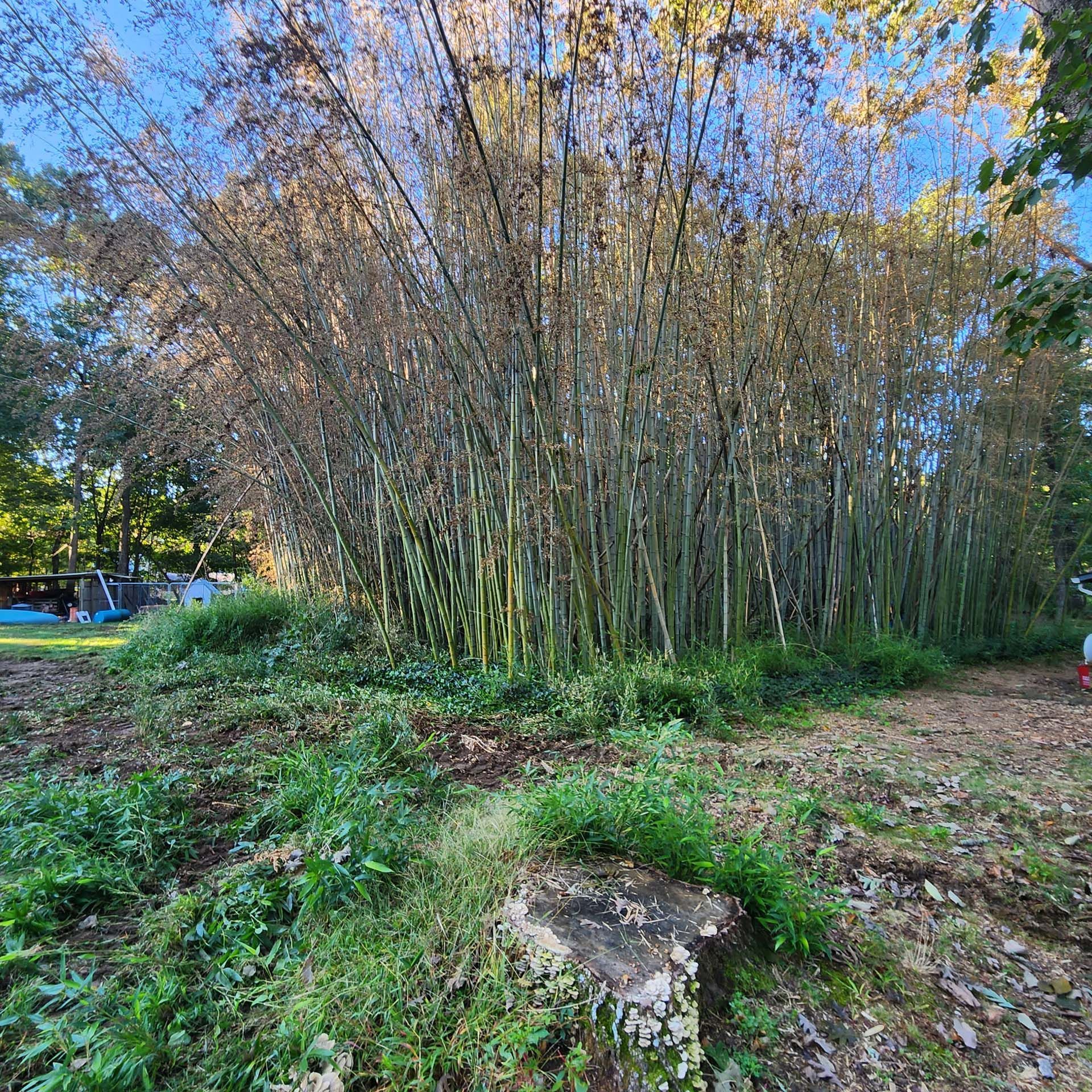 A stump in the middle of a forest with trees in the background.