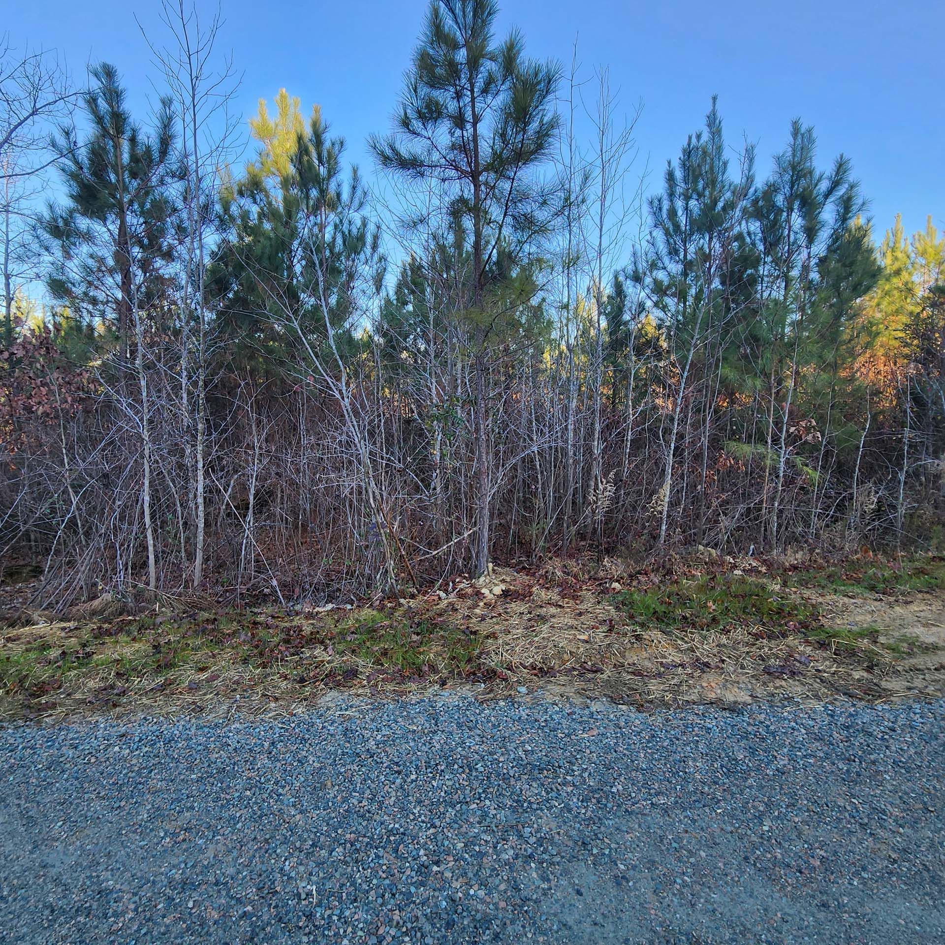 A gravel road surrounded by trees on a sunny day