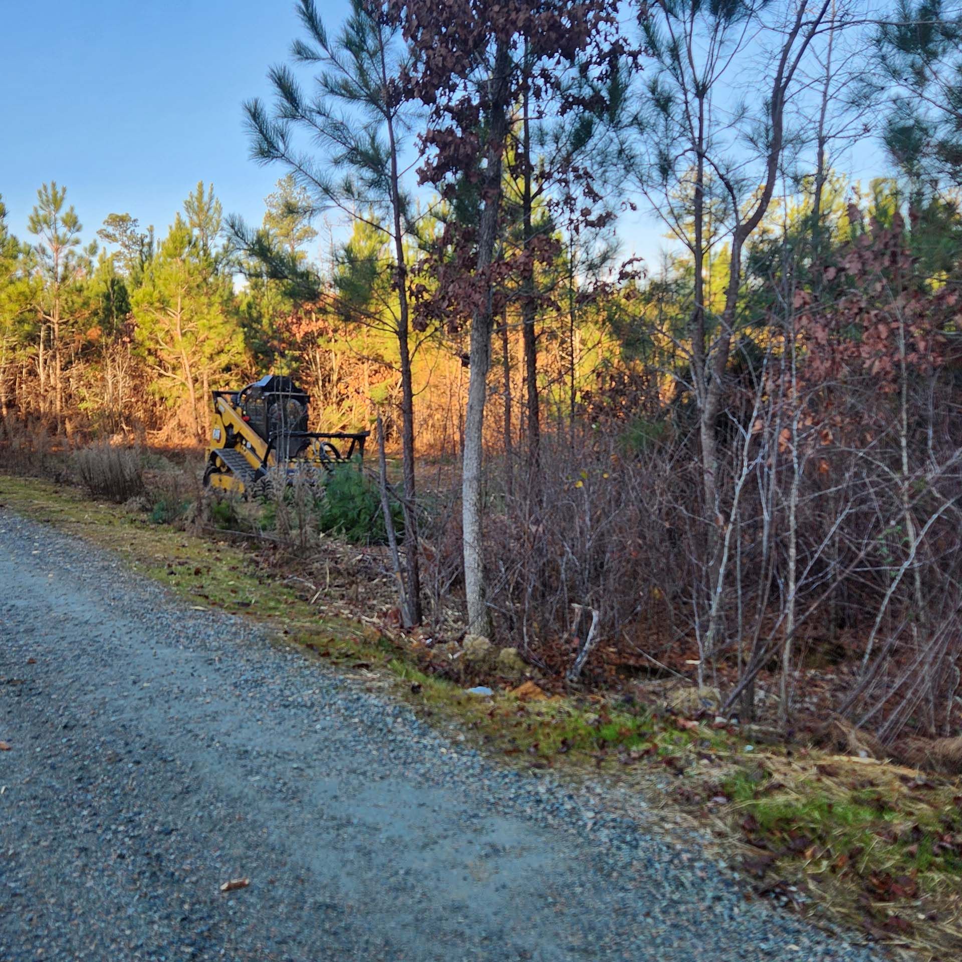 A gravel road going through a forest with trees on both sides