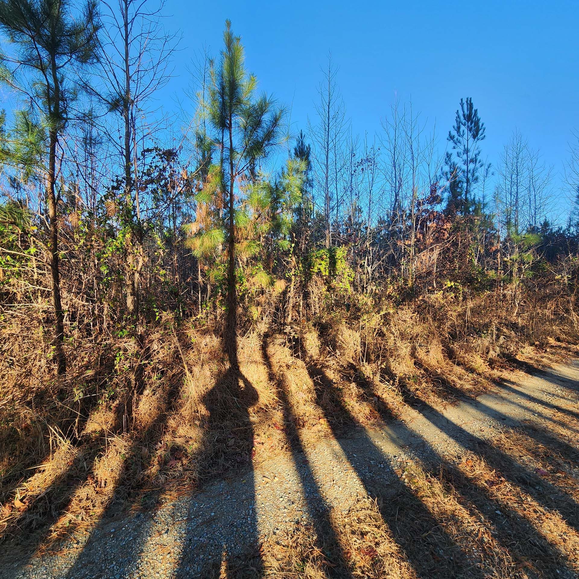 The sun is shining through the trees and casting shadows on the dirt road.