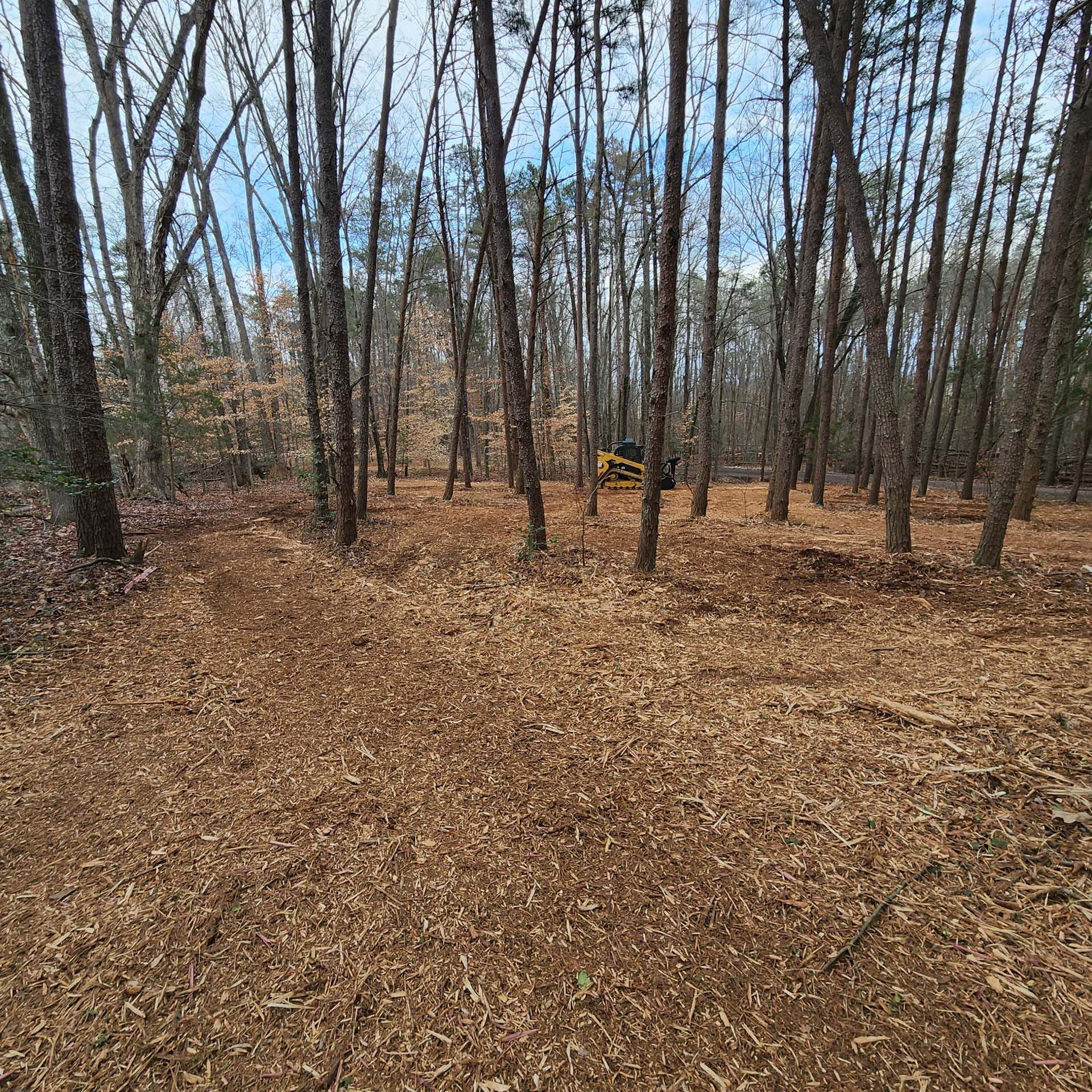 There is a lot of wood chips on the ground in the woods.