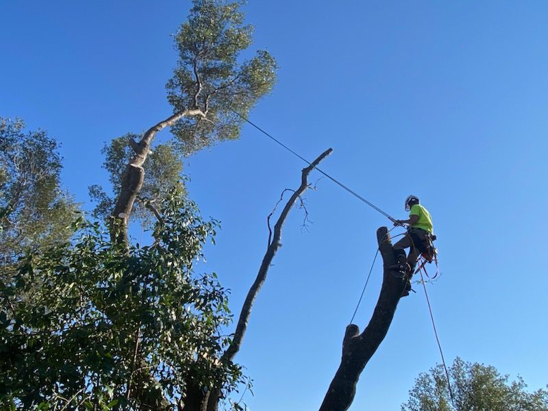 Employee Of The Year Working Hard — Oroville, CA — Tree of Life Tree Service