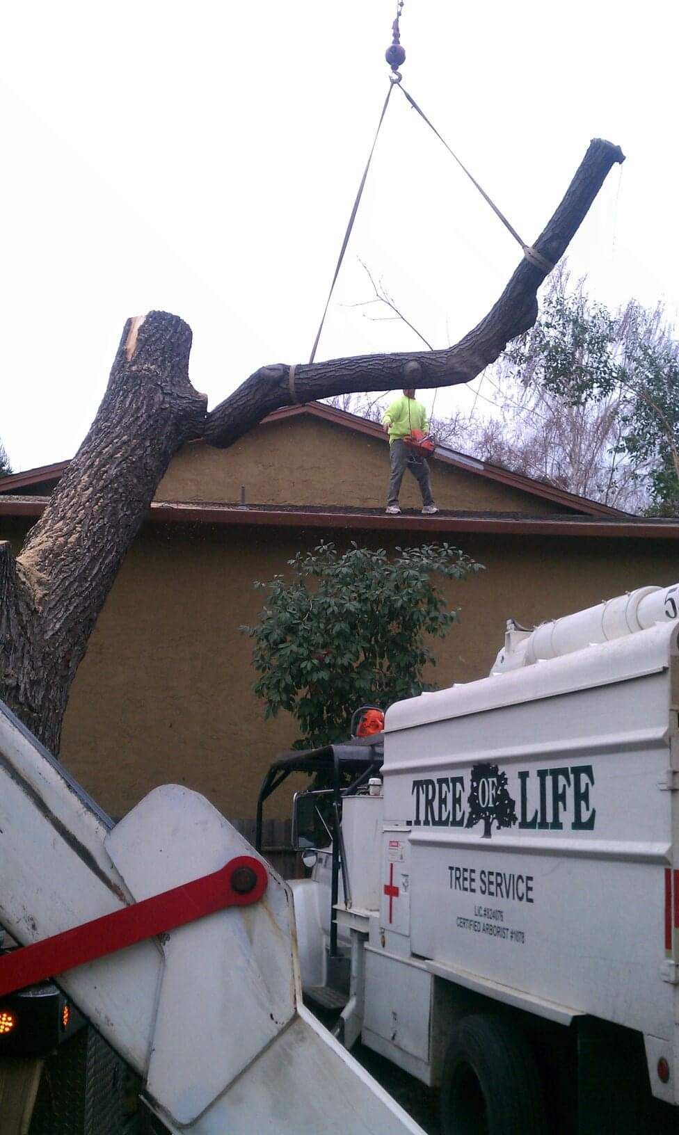 Carefully Removing Tree Branches — Oroville, CA — Tree of Life Tree Service