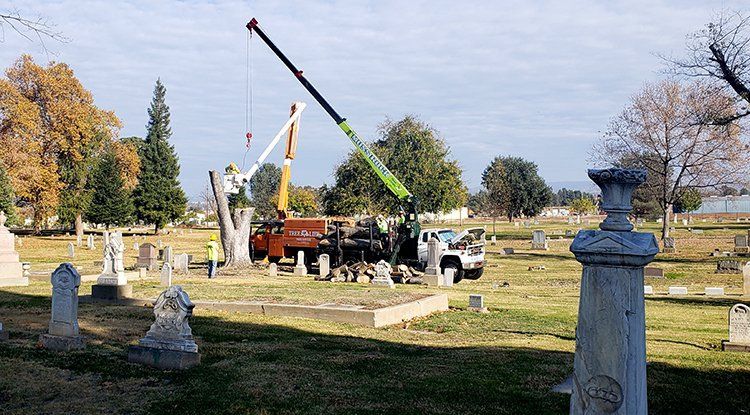 Cemetery Tree Removal — Oroville, CA — Tree of Life Tree Service