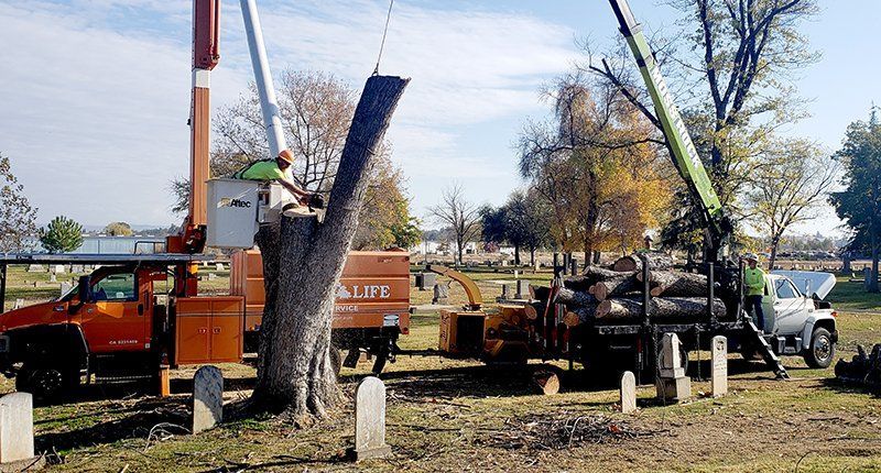 Tree Removal — Oroville, CA — Tree of Life Tree Service