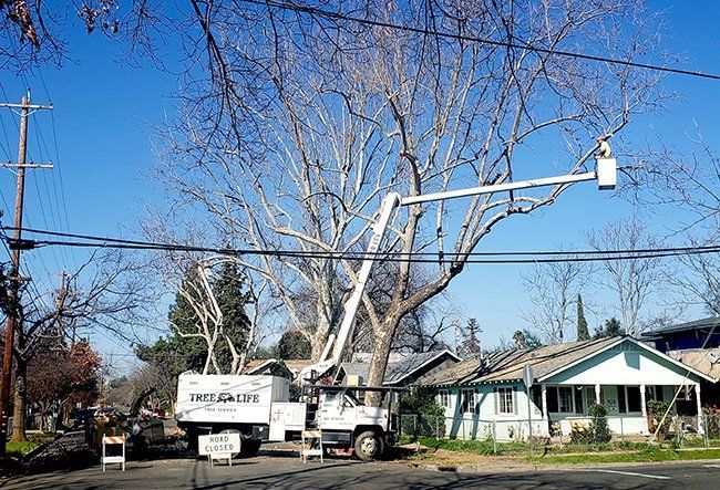 Residential Tree — Oroville, CA — Tree of Life Tree Service