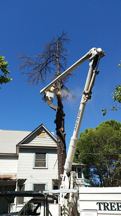 Cutting Down Long Tree — Oroville, CA — Tree of Life Tree Service