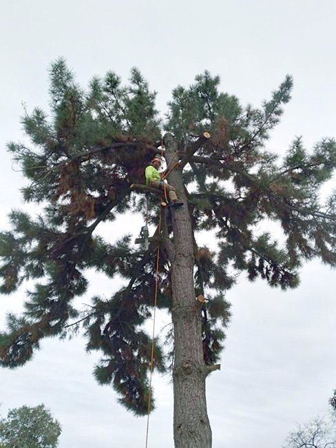 Tall Tree Trimming — Oroville, CA — Tree of Life Tree Service