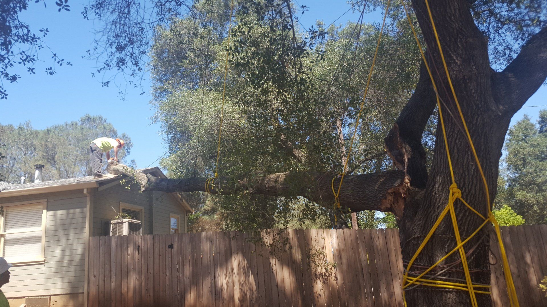 Big Tree Branch — Oroville, CA — Tree of Life Tree Service
