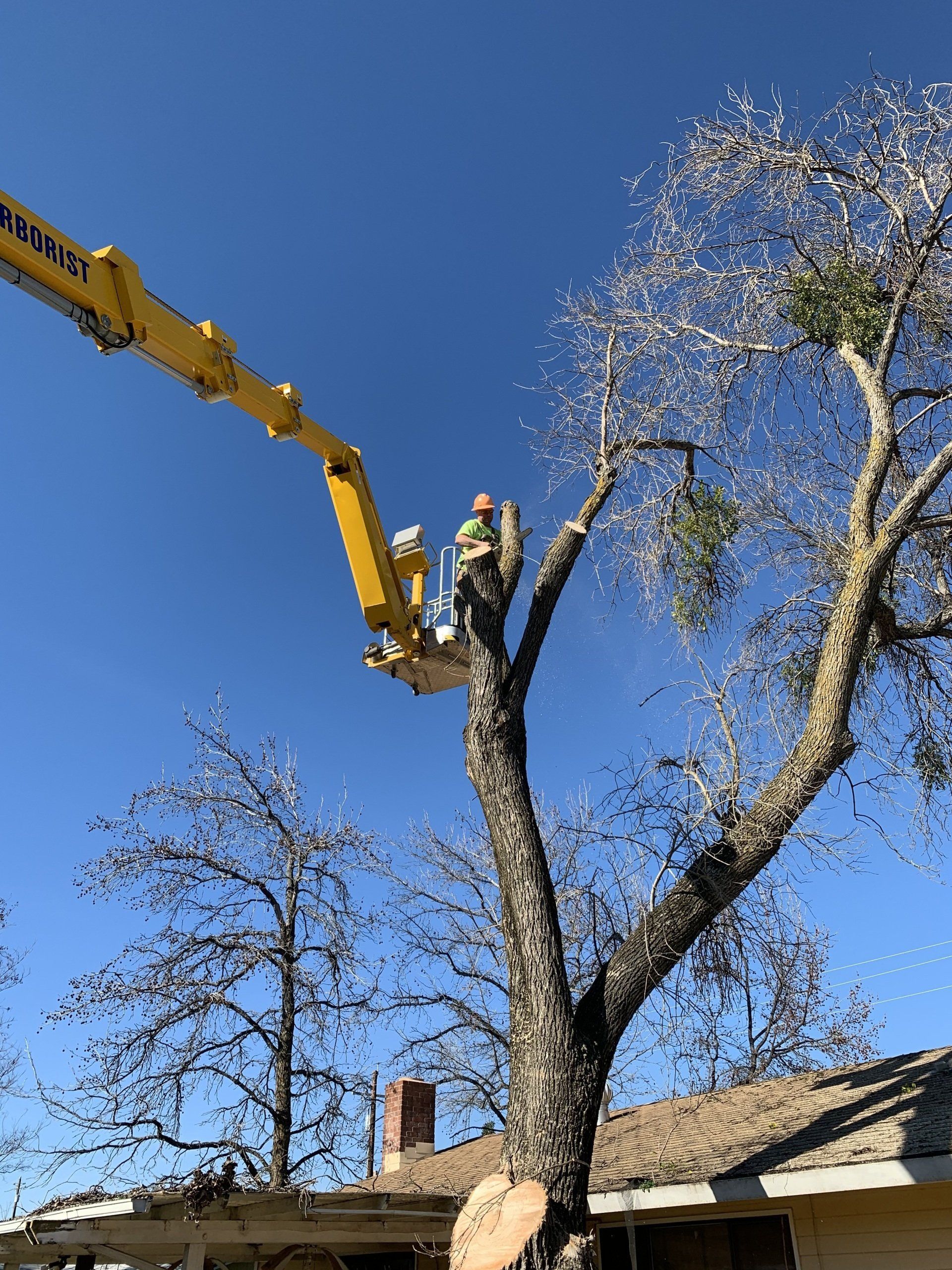 Worker Cutting Down Tree Branches — Oroville, CA — Tree of Life Tree Service