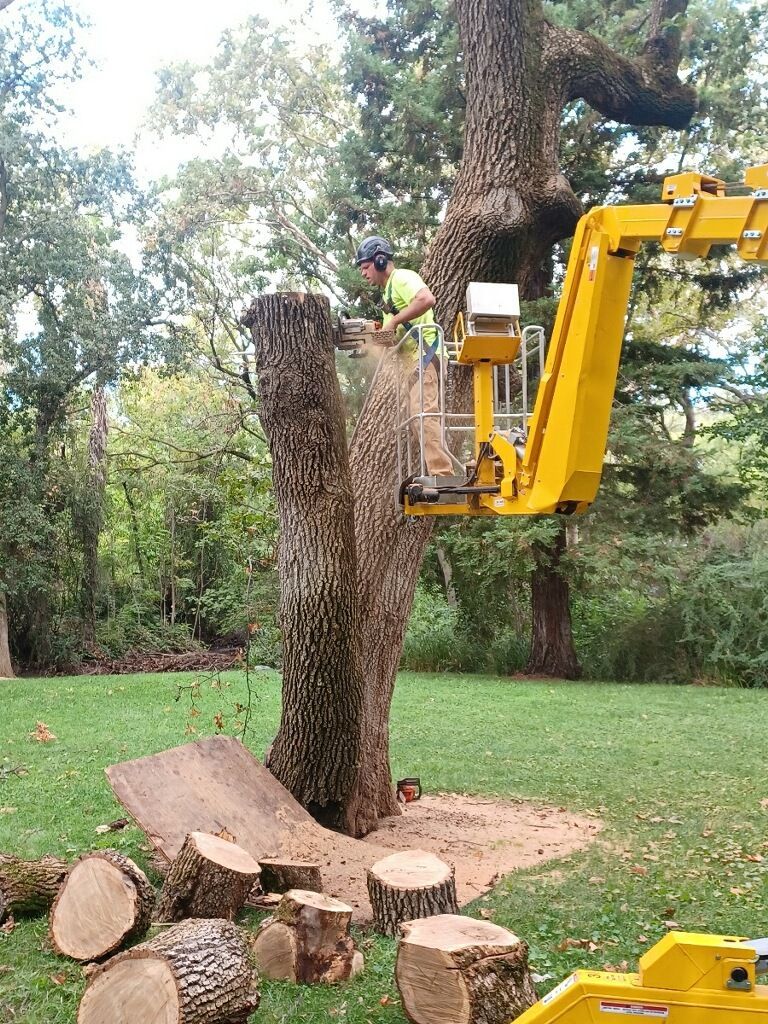 Short Tree Cutting — Oroville, CA — Tree of Life Tree Service