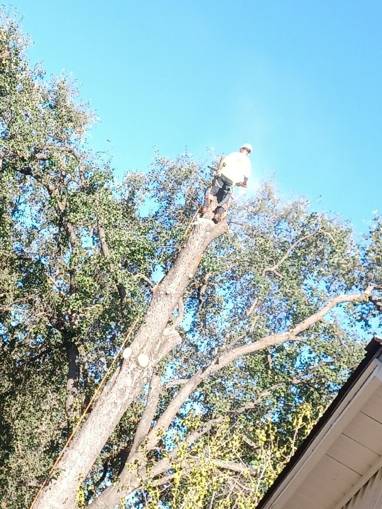 Nice Weather In Nature With Tree Working Employee — Oroville, CA — Tree of Life Tree Service