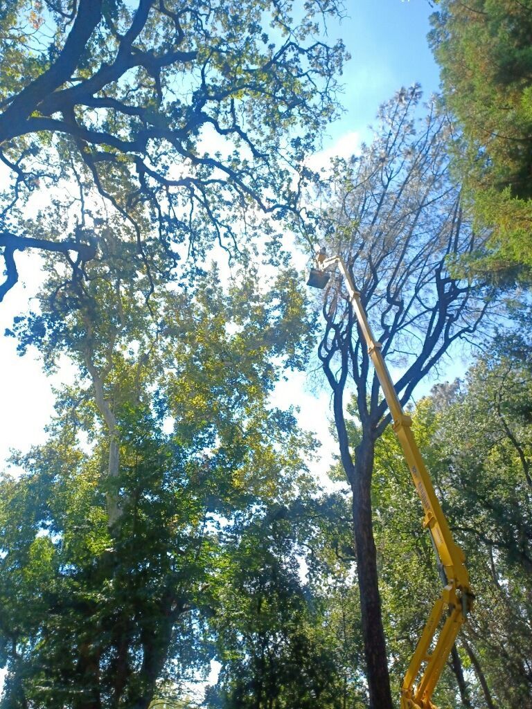 Nice View Of The Nature While Man Working — Oroville, CA — Tree of Life Tree Service