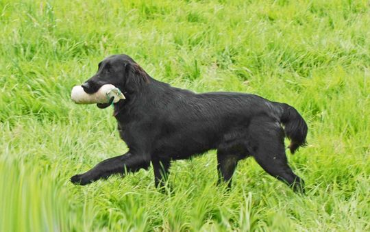 Flatcoated Retriever Club of Scotland 2022 Calendar