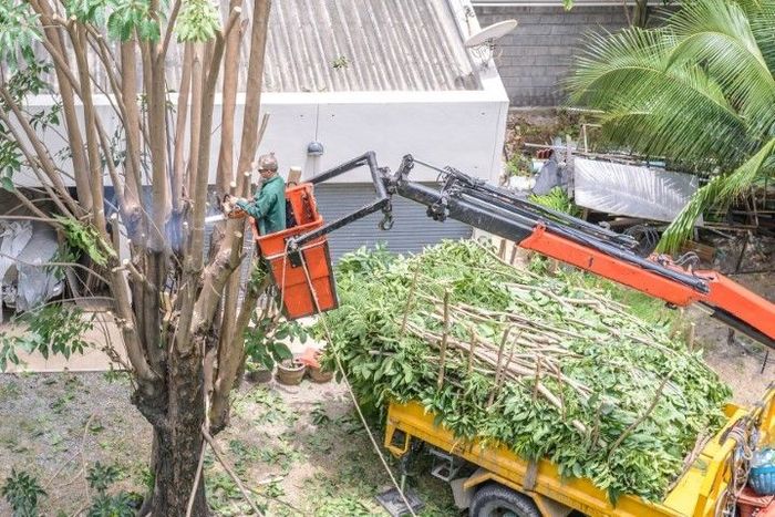 Man in lift trims tree, depositing branches into yellow truck. Roof of building in background.