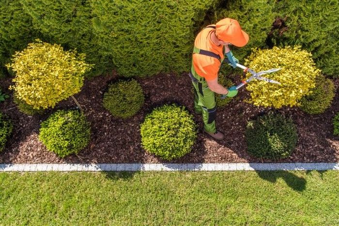 Gardener trimming shrubs with shears in a landscaped garden bed.