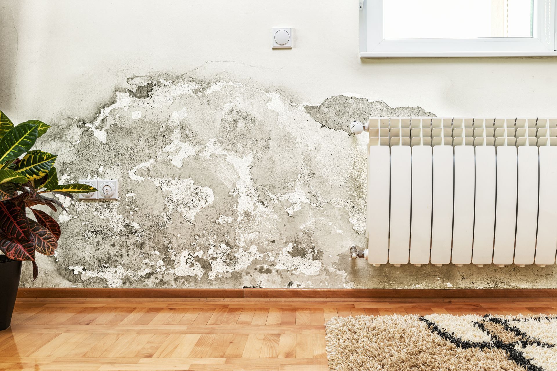 Damp, peeling wall paint beneath a window and radiator in a room with hardwood floor and a potted plant