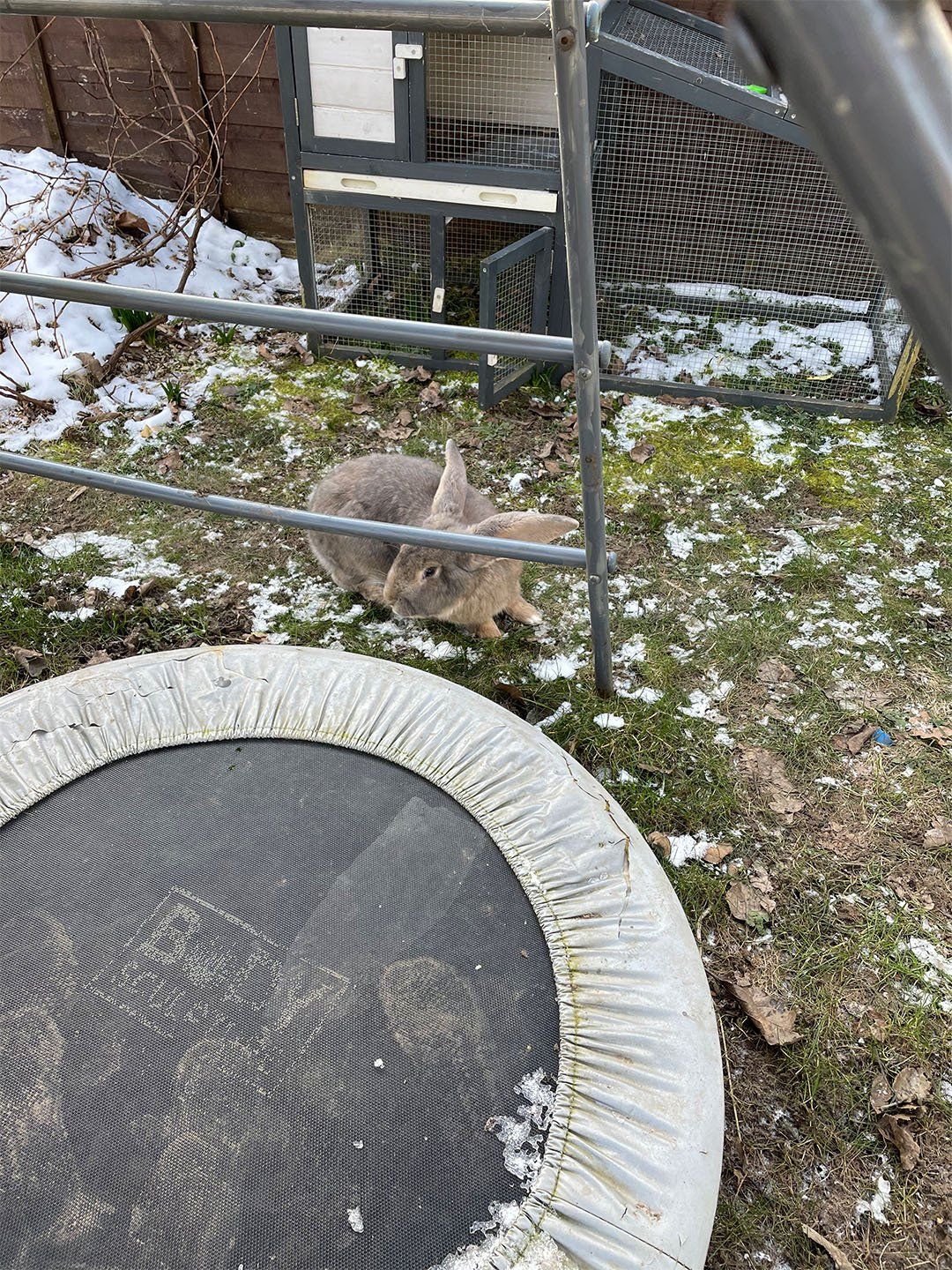 image of rabbit in the yard
