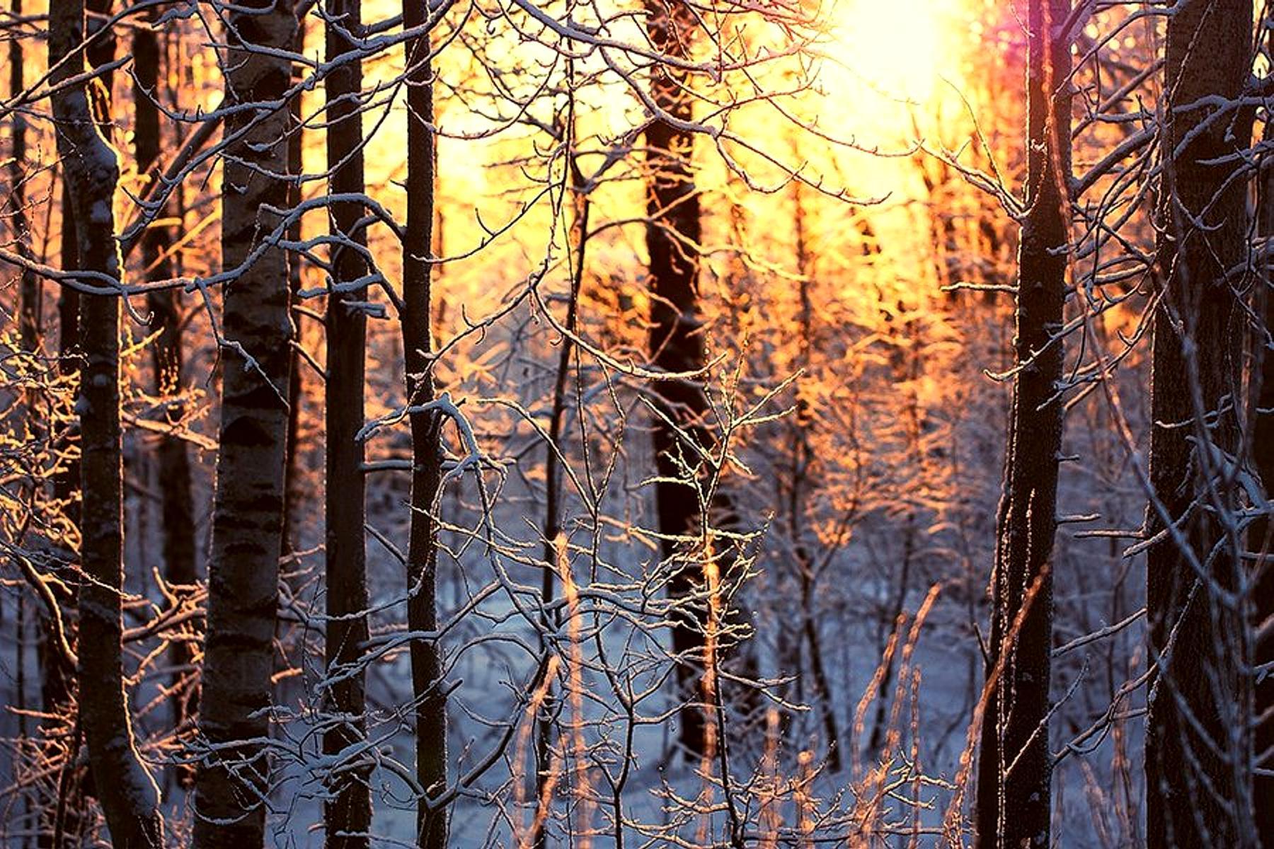 a beautiful forest in winter