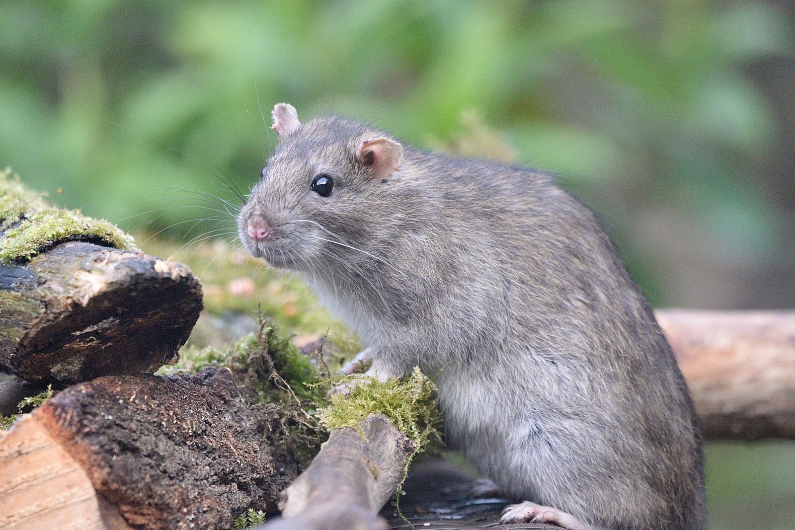 A close up of a rat sitting on a log.