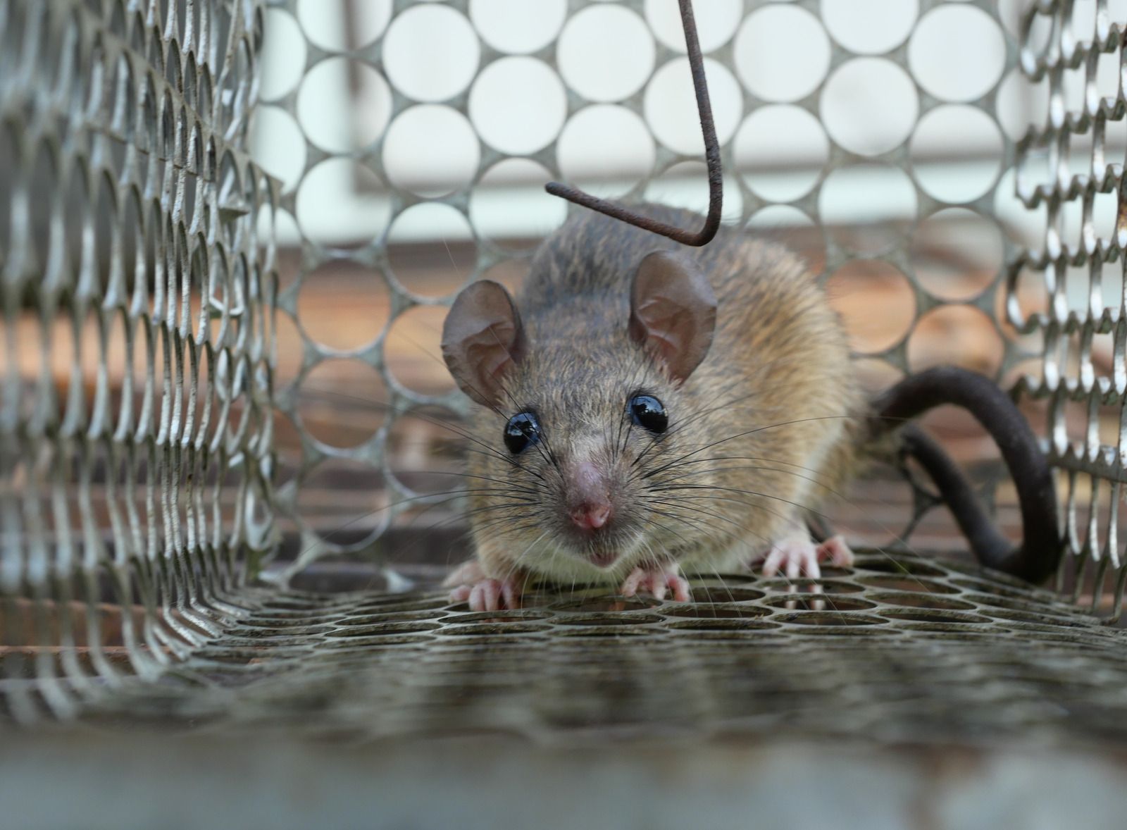 A mouse is sitting in a metal cage.