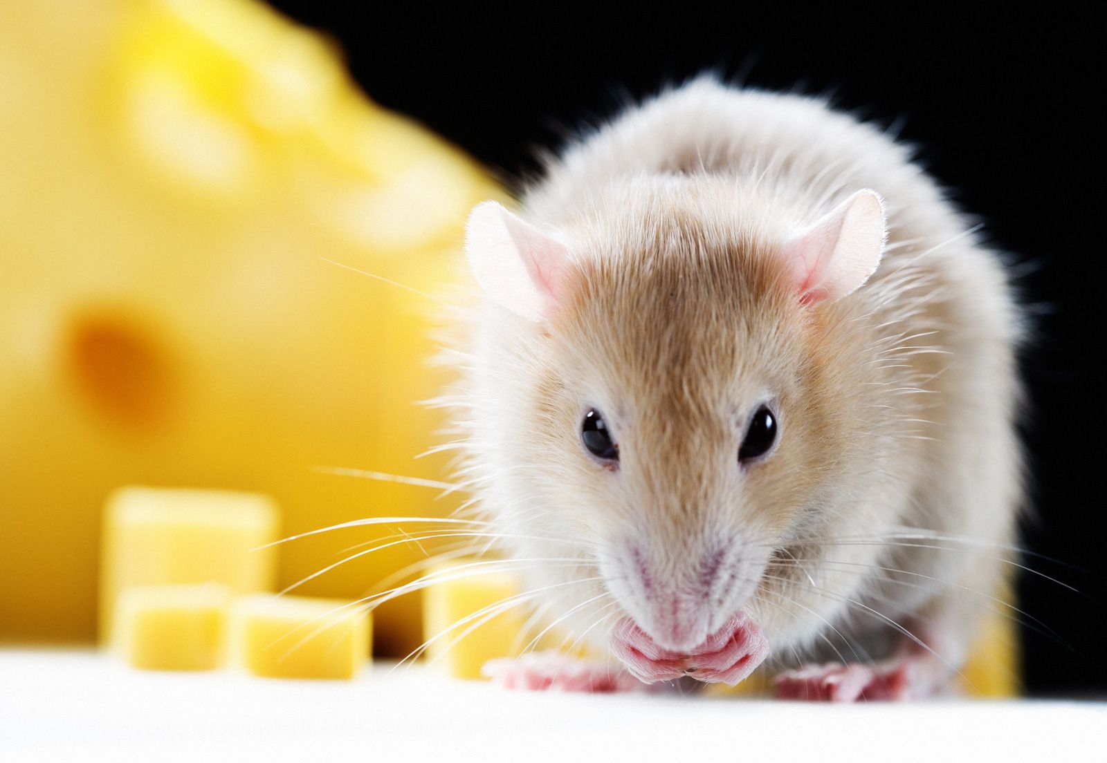 White rat eating, with cheese cubes and a cheese block, on a white surface, black background.