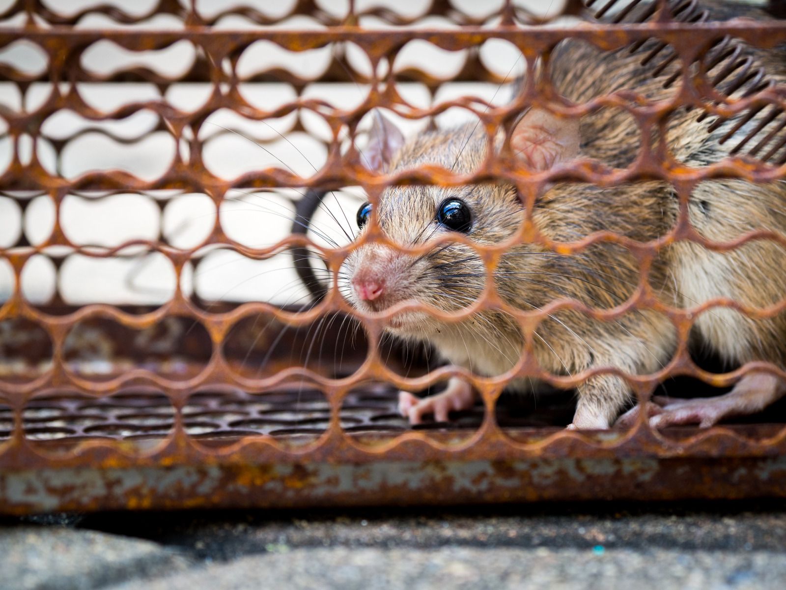 A mouse is sitting in a cage and looking through the bars.