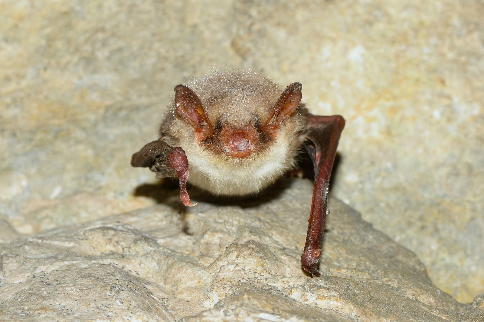 Bat with tan fur and prominent ears, perched on a light-colored rock surface.