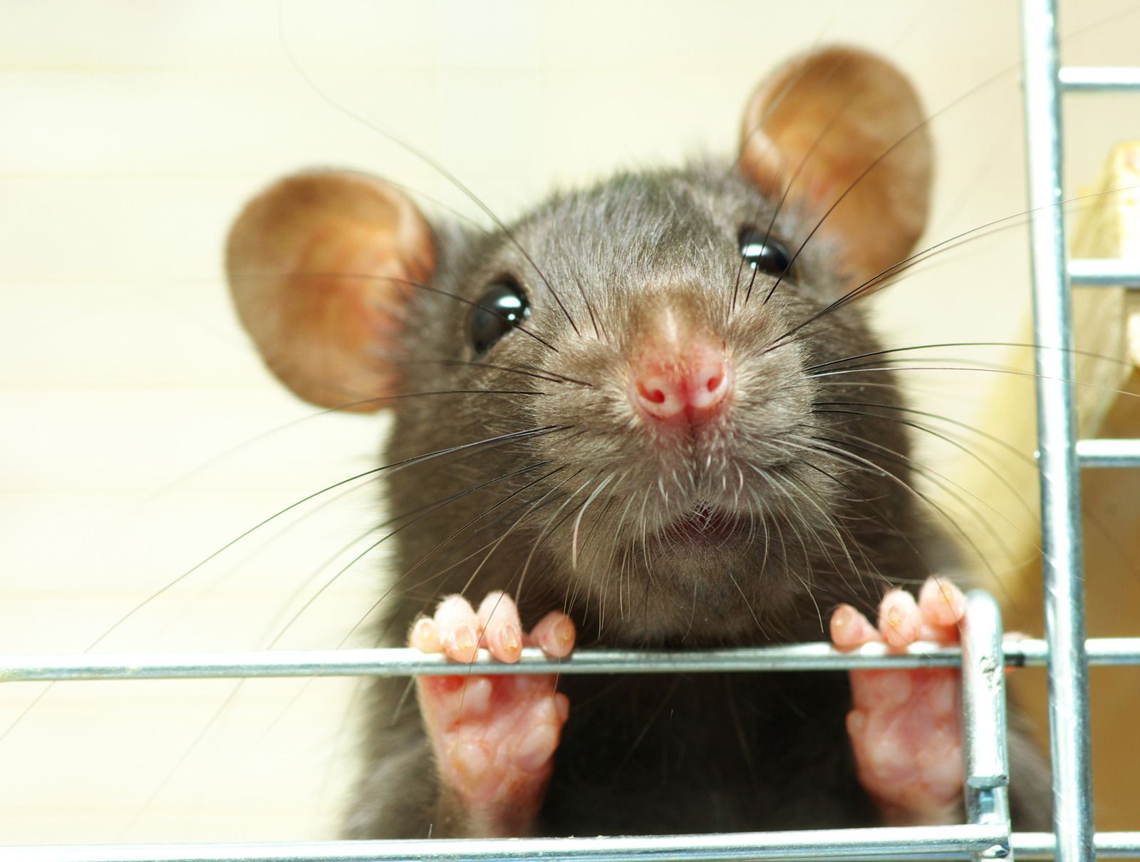 Black rat with pink nose and ears peering through a wire cage, looking directly at the viewer.