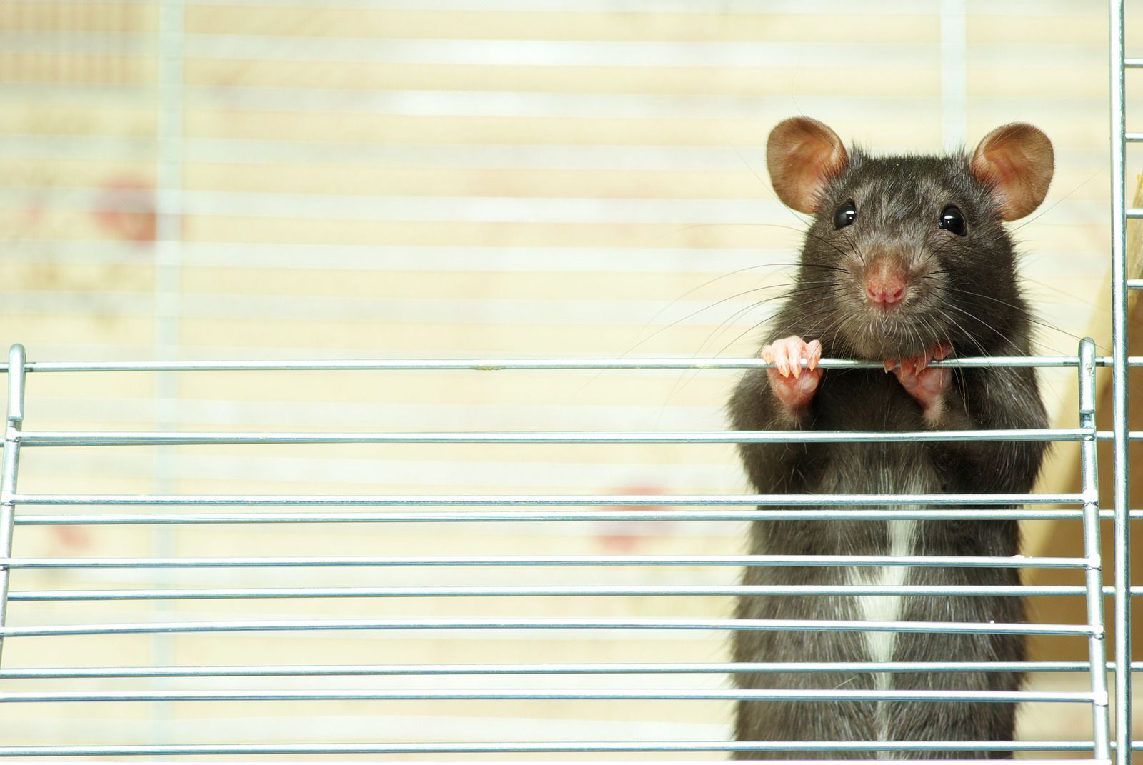 A rat is standing on its hind legs in a cage.