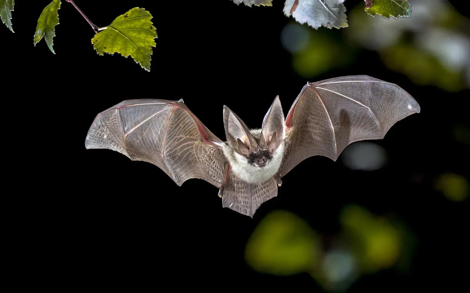 Bat with outstretched wings, flying at night, against dark backdrop with leaves.