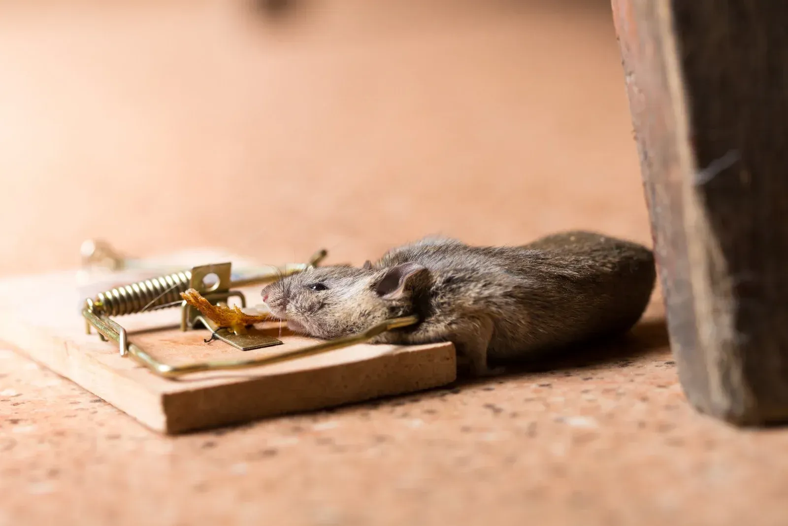 Mouse trapped in a wooden mousetrap, dead, on a brown surface.
