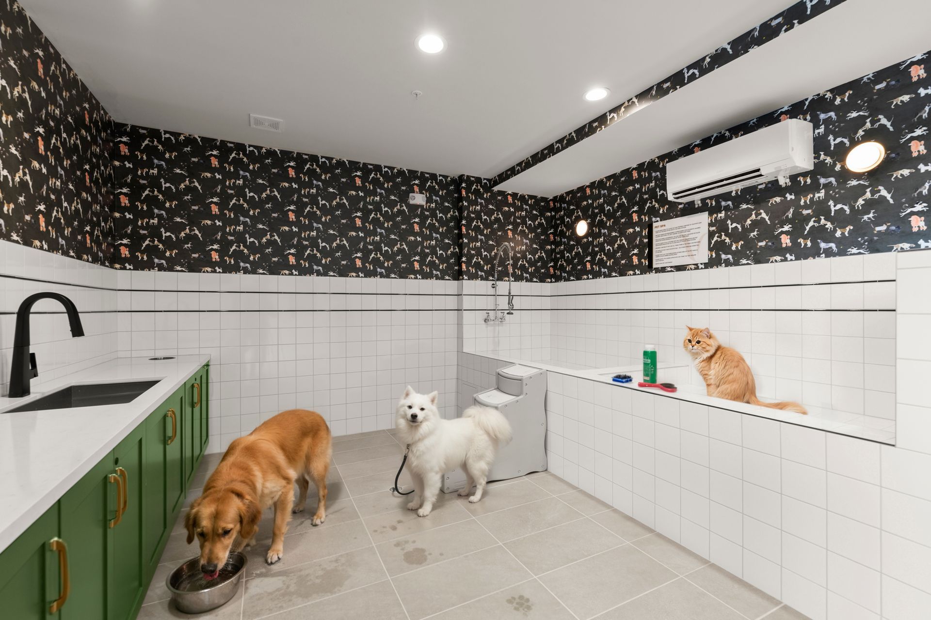 Dog grooming room with three dogs: Golden Retriever, Samoyed, and orange cat in a bathtub.