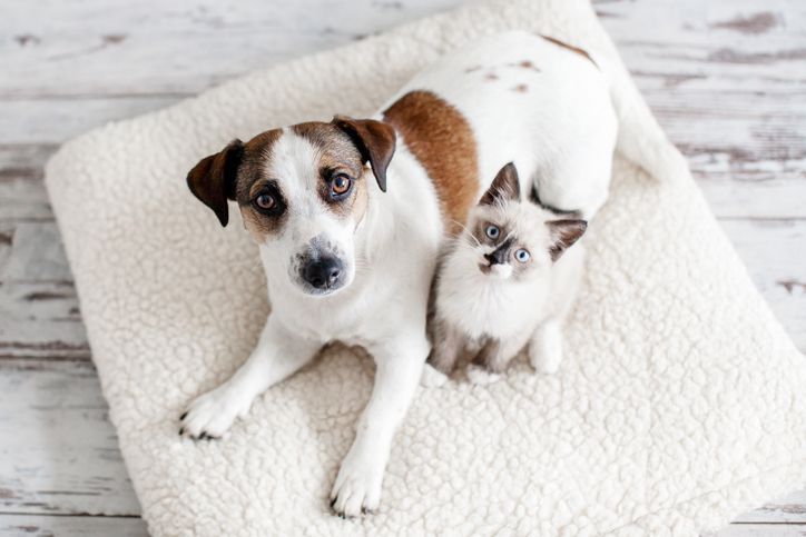 Dog and kitten lying together on a white fluffy bed, looking at the camera.
