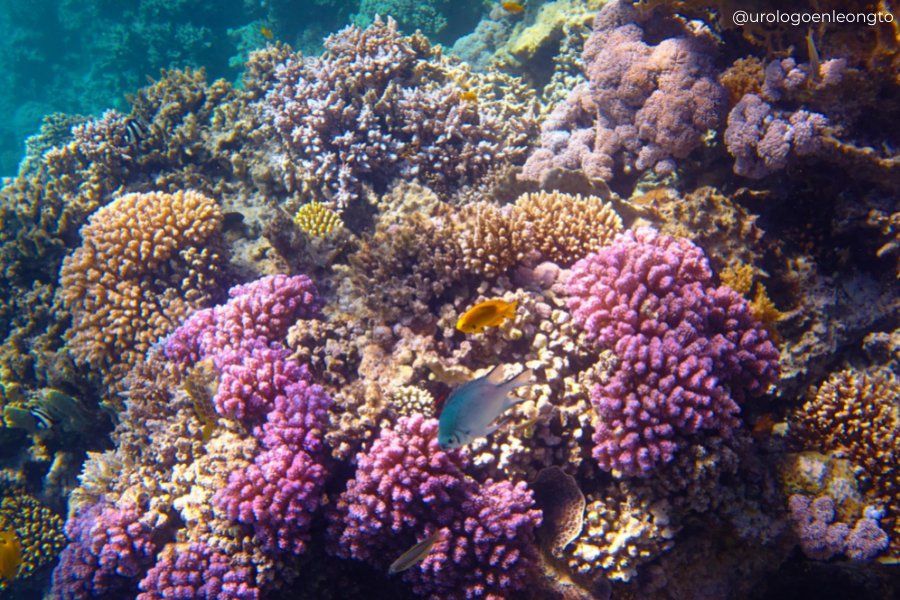 verrugas genitales reprsentadas como Un arrecife de coral con corales morados y un pez azul.