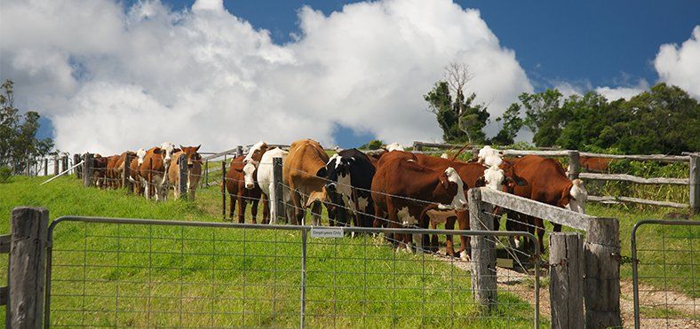 herd of cows in south nowra