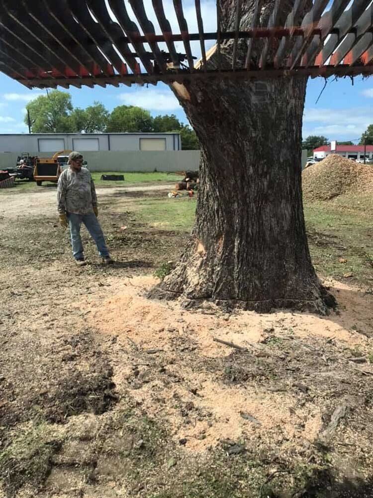Tree removal
