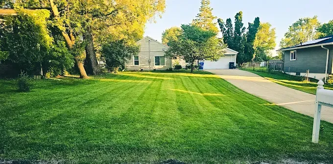 A neatly mowed, vibrant green lawn in front of a house, with a long driveway and mature trees under a sunny sky.