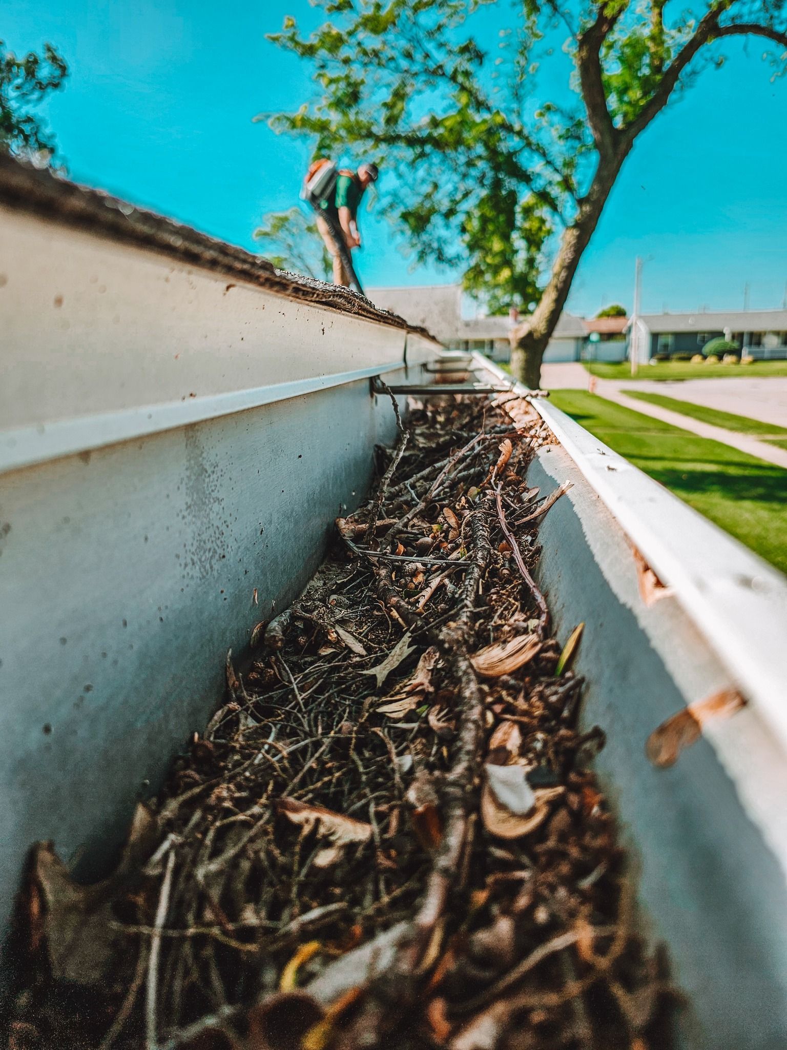 A gutter packed with dead leaves and twigs, viewed from inside the trough, with a person cleaning it in the background.