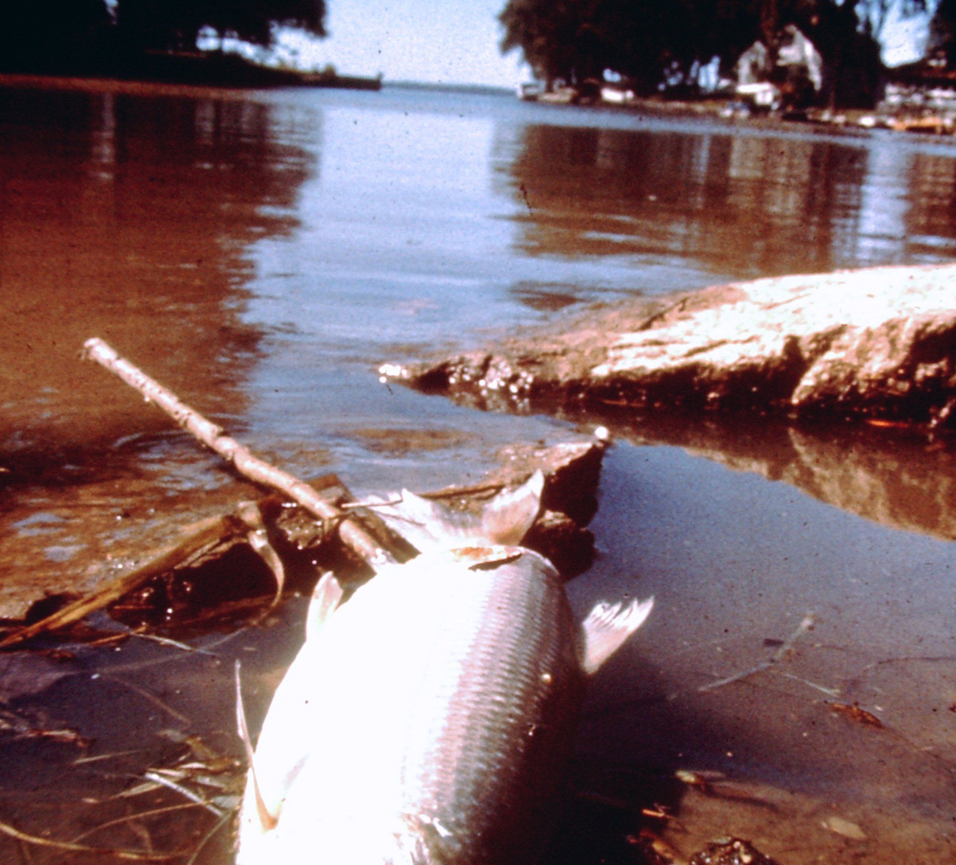 A Delaware River Basin Commission photo shows a dead fish along a river bank in the 1970s.