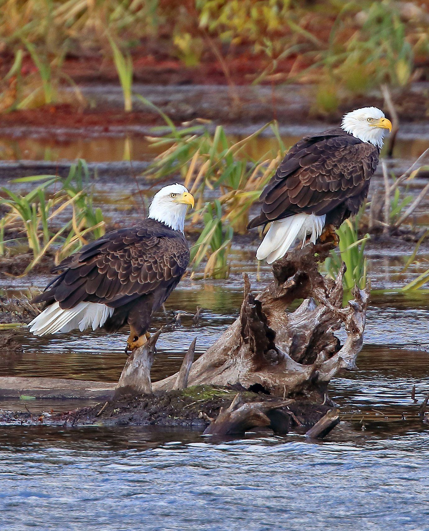 Photo of two bald eagles on the upper Delaware River.