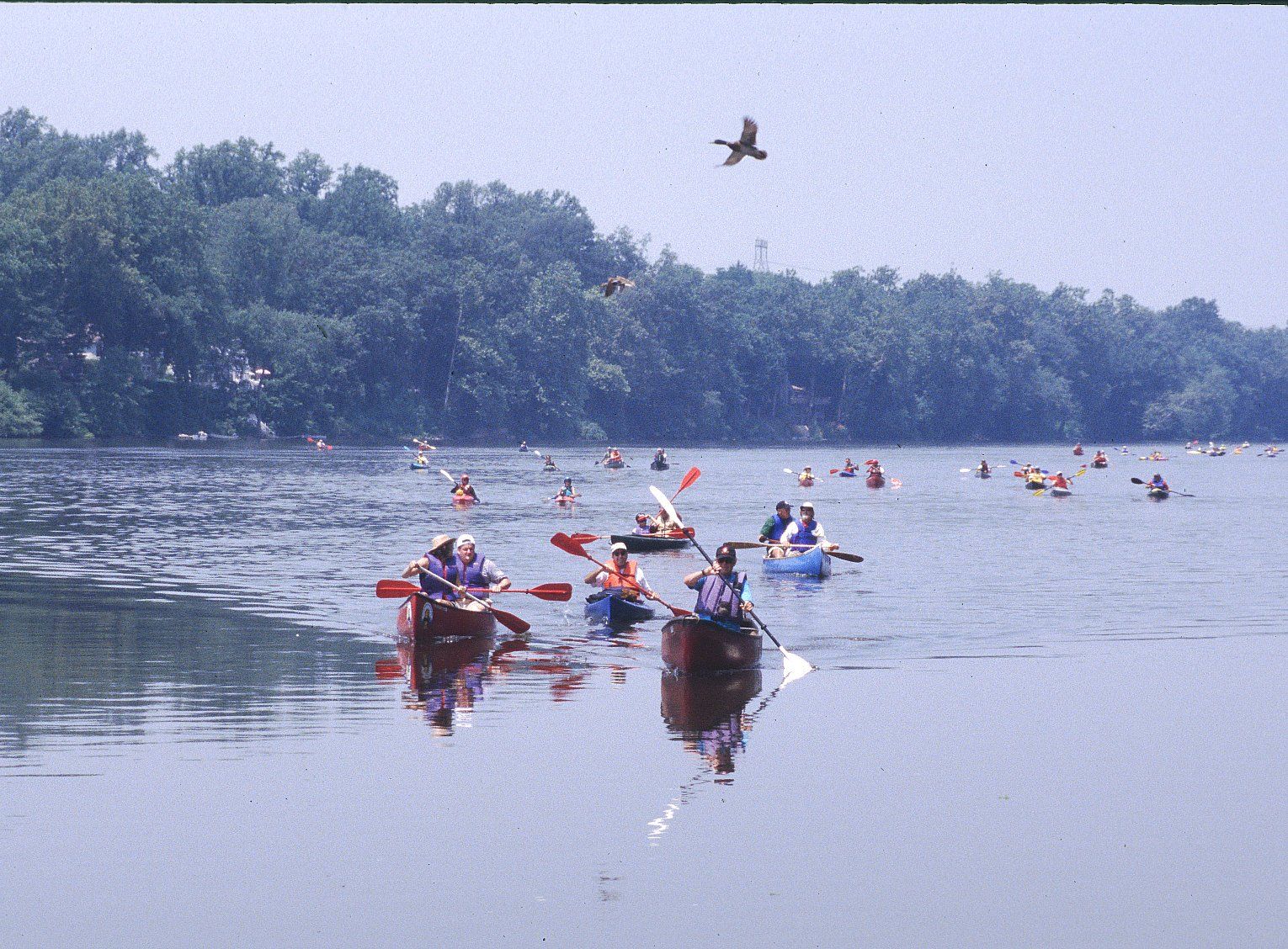 Approximately 40 people are shown paddling down the Delaware River in kayaks and canoes as a Mallard duck flies overhead during the Delaware River Sojourn.