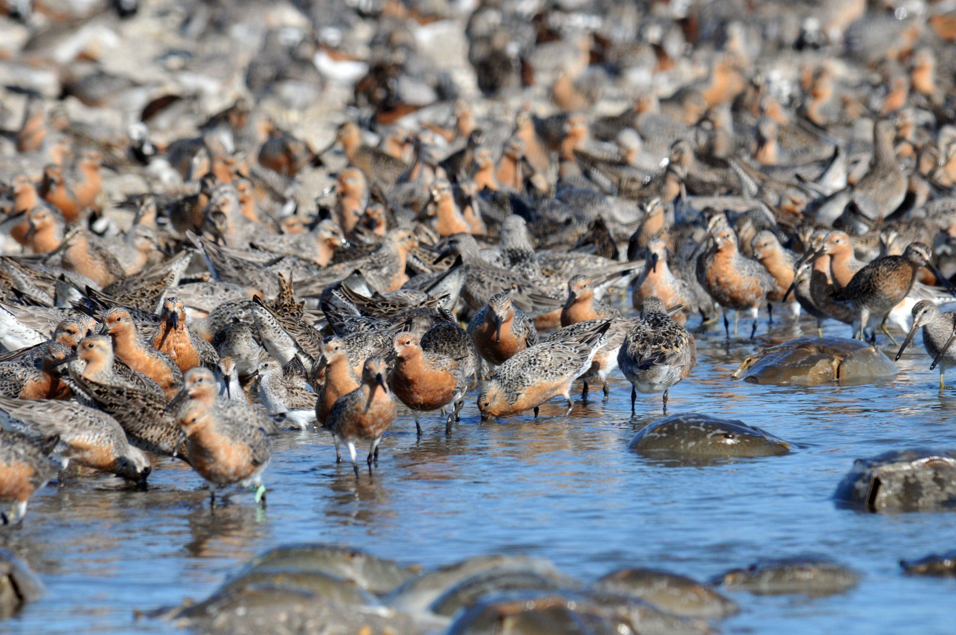 Photo of red knots and horseshoe crabs at Mispillion Harbor, Delaware.