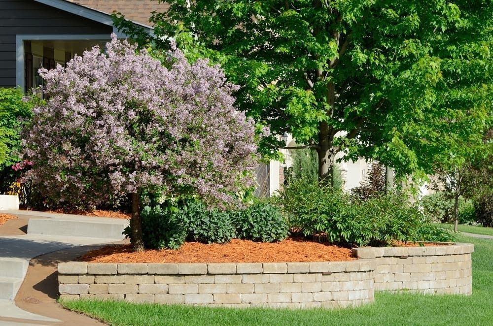 A Tree With Purple Flowers In Front Of A House — Baker & Co. Landscape Construction In Gulliver, QLD