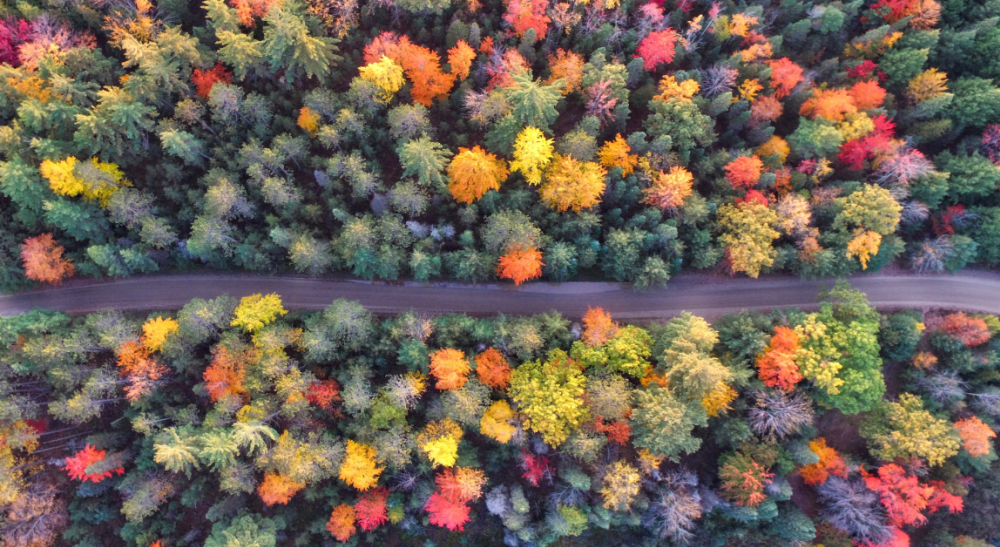 An aerial view of a forest with colorful trees and a road.